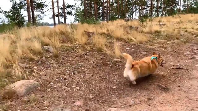 Путешествие с собаками!? Будем жить в палатке! ?День 1 часть 1 VLOG смотреть онлайн