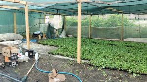 Рассадник для саженцев клубники. Пикировка рассады клубники?