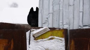 Прогулка с собакой породы далматин (он же далматинец)
