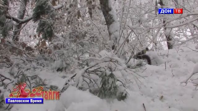 Февраль - первый весенний месяц? г. Павловск Воронежской обл. смотреть онлайн