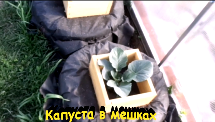 "Капуста"#Огород #Сад #Дача