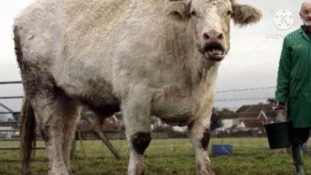 АНГУС БУКА ДУНЁДАГИ ЭНГ КИММАТ БУКАЛАР "РЕАЛЬНО"