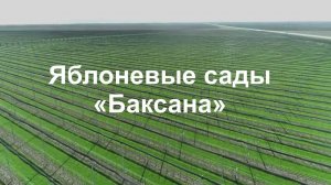 Яблоневые сады "Баксана". Посещение Министром сельского хозяйста. Репортаж Вести КБР.