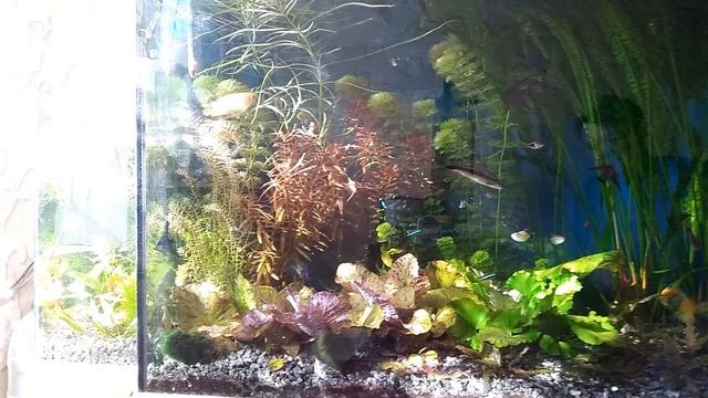 Аквариум купается в солнечных лучах смотреть онлайн