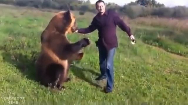 Цирковой медведь в отпуске, на даче. смотреть онлайн