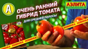 Отлично подходит ДЛЯ ХРАНЕНИЯ И ТРАНСПОРТИРОВКИ на дальние расстояния "Томат Север 81 F1"