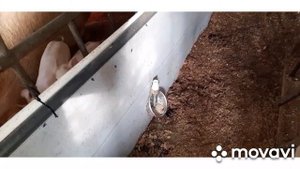 Нужна ли свиньям вода? ВОДА - НУЖНА!!!!!