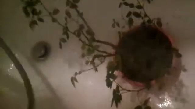 Как избавить розу от паутинного клеща, простой способ. без химии смотреть онлайн