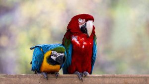 ИНТЕРЕСНАЯ ПТАШКА: ПОПУГАЙ АРА