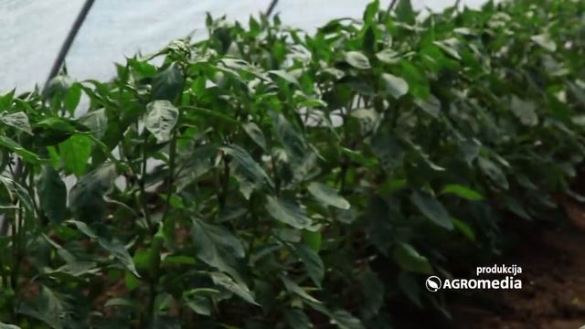 Kako da Gajite Papriku - Zemljište, Navodnjavanje, Bolesti | Agromedia Savet смотреть онлайн