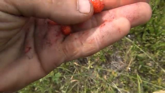 ЗЕМЛЯНИКА ЛЕСНАЯ 2023. Как быстро СОБИРАТЬ и СОХРАНЯТЬ. РОМАШКИ. ДЯГЕЛЬ Отпугиваем МЕДВЕДЯ. КОСТЕР смотреть онлайн