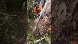 STIHL 361 (аналог) в деле.