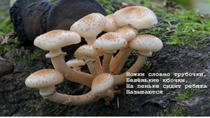 Загадки про грибы. Красивые картинки с ответами.