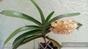 Орхидея Rhynchorides Bangkok Sunset. Цветение и уход.