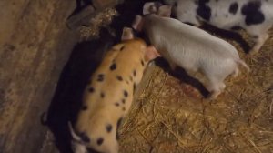 Содержание павлинов зимой.