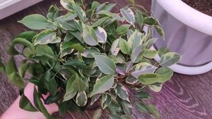 ФИКУС Весенняя обрезка! Правильный грунт для Фикуса, удобрения для активного роста Фикуса