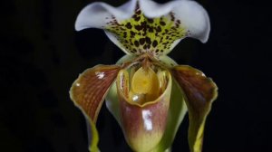 "Terz-Schmerz" - Paphiopedilum