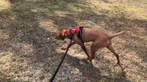 A short walk in the park with Ruby the Hungarian Vizsla