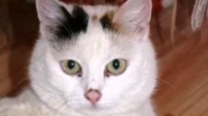 Беременную кошечку принесли на усыпление. У нее из глаз выступили слезы Смотрите что с ней стало!