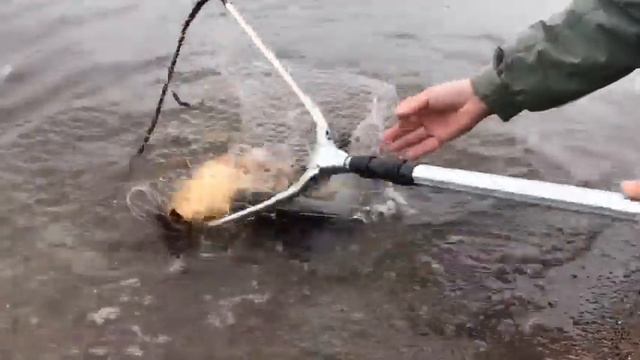 Зарыбление Камы смотреть онлайн