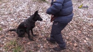 Два способа обучению движению назад по команде, дрессировка собак