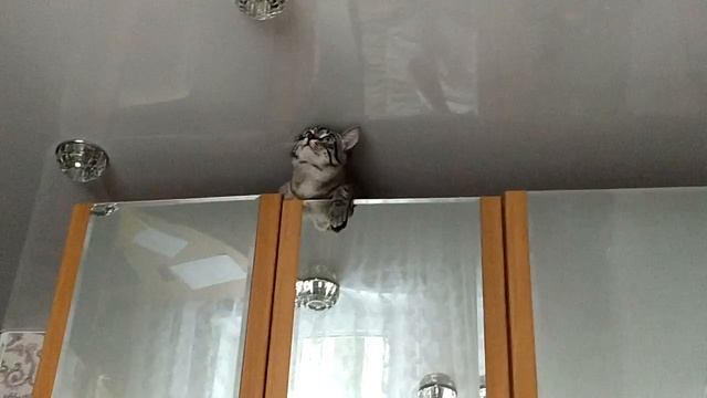 Кот свекламан. Уборка пыли на шкафу. смотреть онлайн