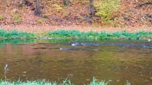 Германия , Тюрингия , Гера , Hofwiesenpark , река Вайсе-Эльстер , ноябрь 2023