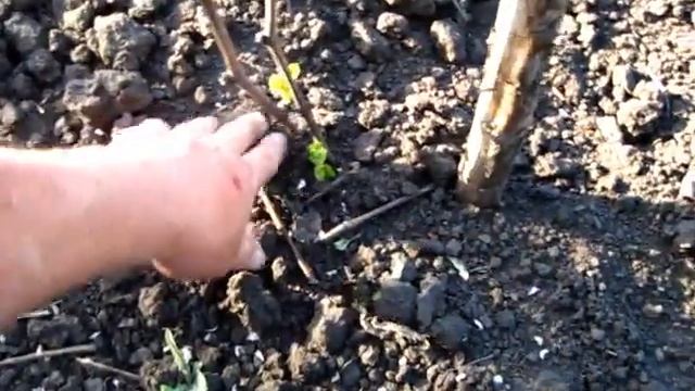 Пересадили отводоки от виноградного куста, виноград Лора смотреть онлайн