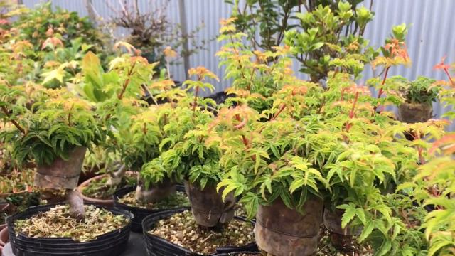 半年経過した取り木の根はどうなってる紅葉紅千鳥盆栽綺麗な取り木の根を作る方法やじま園tane.bonsai