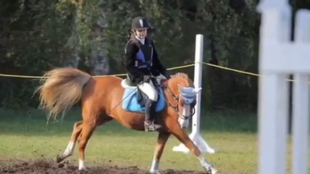 обзор на виды конного спорта (конкур,выездка,вольтижеровка )