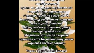 Женское счастье. Как заставить спатифиллум цвести