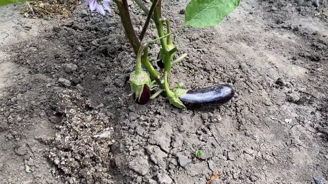 Перепелиный помёт как удобрение для Баклажан ??? смотреть онлайн