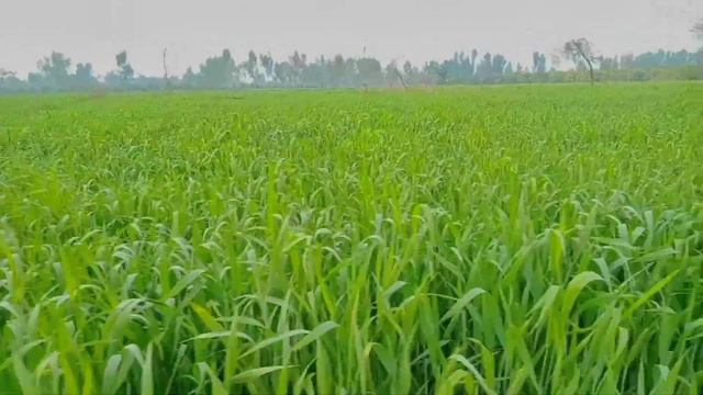Land For Sale 1 Lakh Per Acer|Low Budget Land For Sale||Agriculture Land For Sale In Punjab Pakista смотреть онлайн