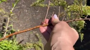 Как обрезать растения на даче