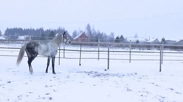 Браслет в леваде 20 01 смотреть онлайн