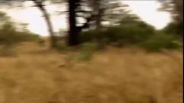 леопард атака животные на дереве - дикая жизнь, слон, крокодил, тигр, Лев, змея смотреть онлайн