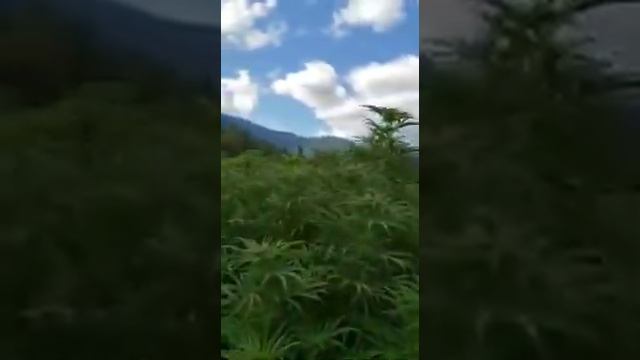 Вот как выглядит Рай! смотреть онлайн