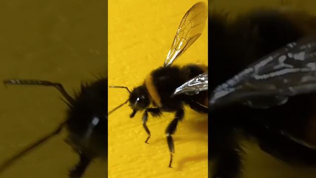 Where Do Bumblebees Live in a Big Cities? How to Breed Bumblebees in a City?