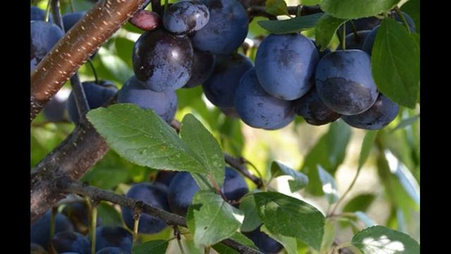 Тёрн для сухофруктов и др смотреть онлайн