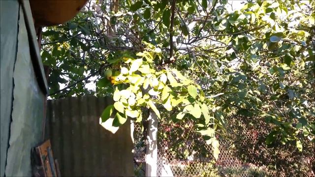 Наша Дача 11-12.09.20 смотреть онлайн