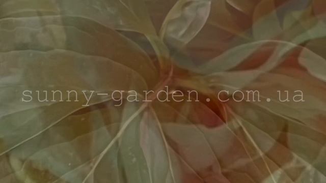 Цветение потрясающего пиона ELSA VON BRABANT (M. Miely’ 2009) в нашем саду. 2021-й год смотреть онлайн