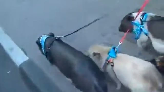 Мини-пиги в Москве 8(916)702-11-08 смотреть онлайн