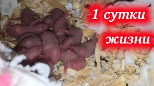 Малыши Кузи и Дуси, первые сутки от рождения. Домашние крысы.