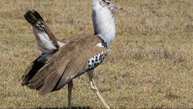 Окружающий мир. Рабочая тетрадь 4 класс 1 часть. ГДЗ стр. 50 №9 смотреть онлайн