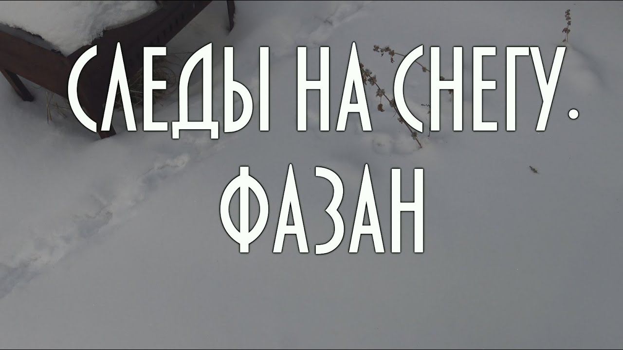 Следы на снегу, читаем следы фазана в центре города