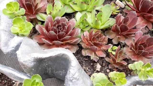 Семпервивум(Молодило.Каменная роза)Размножение,уход и содержание. смотреть онлайн