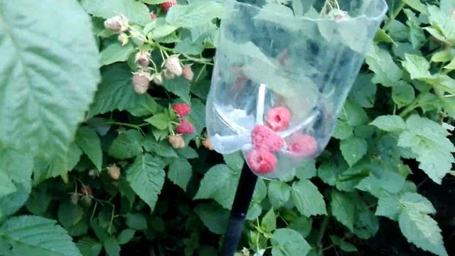 Мега приспособления для сбора малины!!! смотреть онлайн