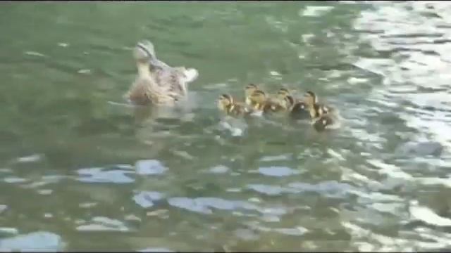 Кто главный в лесу