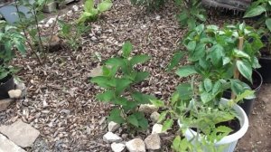 Выращиваю овощи в контейнерах !!! Идеи для тех у кого мало места для посадок !