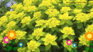Молочай многоцветковый Сениор. Краткий обзор, описание характеристик euphorbia polychroma Senior